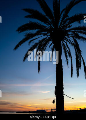 Silhouette Palme bei Sonnenuntergang im Winter am Strand der französischen Riviera Stockfoto