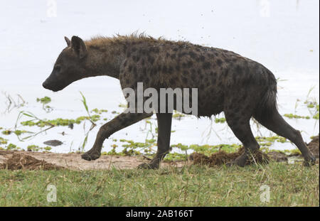 Einen nassen und schlammigen Tüpfelhyäne (Crocuta crocuta) iopes nach Überqueren einer sumpfigen Teich in der Silale Sümpfe. . Tarangire Nationalpark, Tansania. Stockfoto