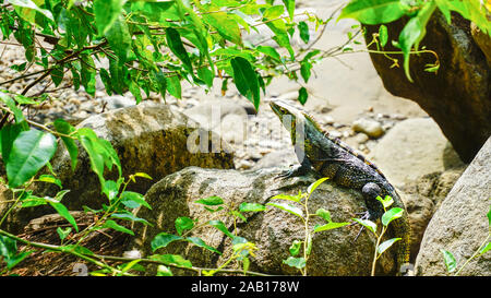 Tierwelt von Costa Rica, Südpazifik, wo die bunten Eidechse Leben in seiner natürlichen Umgebung der wilden Dschungel ist. Stockfoto