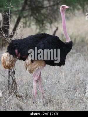 Ein männlicher Strauß (Struthio camelus) mit seinem charakteristischen schwarz-weißen Gefieder, Tarangire National Park, Tansania. Stockfoto