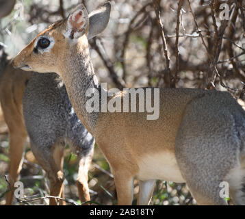 Weibliche Kirk's Dik-dik (Madoqua Kirkii) mit seinen zarten aufzubauen und große Augen. Tarangire Nationalpark, Tansania. Stockfoto