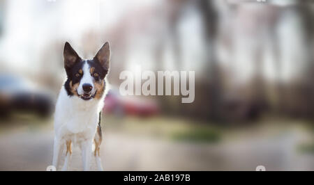 Adorable Hund Tier sucht schön im Bild. Hund ist süß und Schweiß. Stockfoto