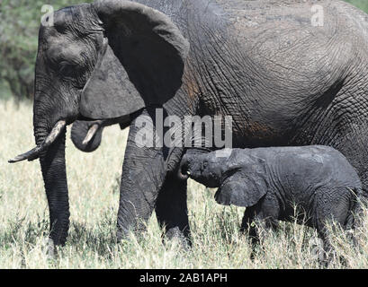 Ein junger afrikanischer Elefant (Loxodonta africana), in nassen Schlamm aus einem jüngsten wälzen sie sich bedeckt, nimmt Milch von der Mutter. Der Tarangire National Park, Tansania Stockfoto