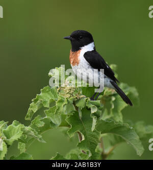 Männliche afrikanischen Schwarzkehlchen (Saxicola torquatus). Arusha Nationalpark. Arusha, Tansania. Stockfoto