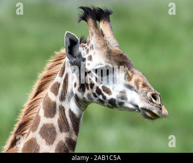 Weibliche Masai Giraffe (Giraffa Camelopardalis tippelskirchii). Arusha Nationalpark. Arusha, Tansania. Stockfoto