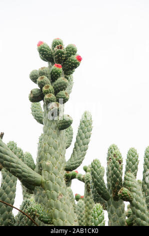 Cactus mit roten Blumen, die anfangen zu wachsen, unter einem bewölkten Himmel Stockfoto