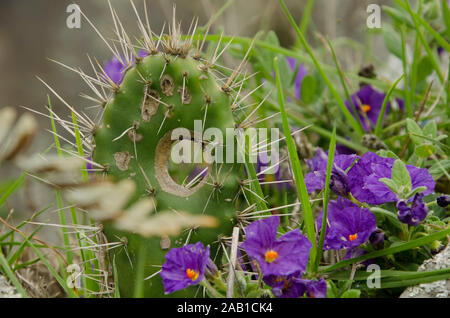 Arides Klima Vegetation: Kaktus mit einem Loch und langen Dornen umgeben von Blue Potato Bush, Lycianthes rantonnetii, Blumen Stockfoto