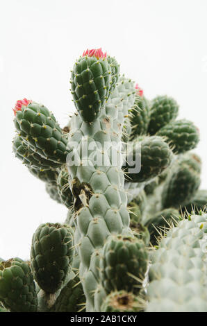 Cactus mit roten Blumen, die anfangen zu wachsen, unter einem bewölkten Himmel Stockfoto