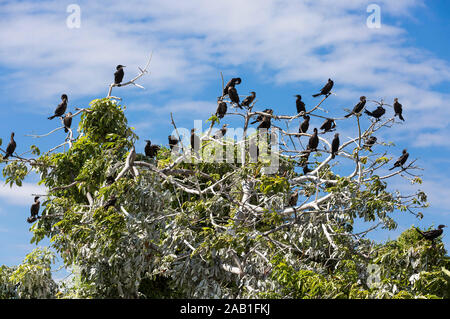Kormoran Vögel von Las Isletas de Granada Nicaragua See Stockfoto