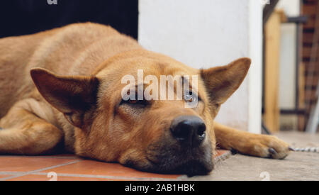 Trauriger Hund zur Festlegung auf dem Boden zu Hause / schlafenden Hund einsame Tier heimatlos Konzept Stockfoto