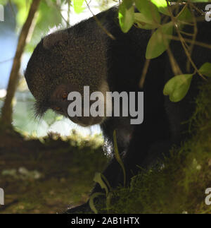 Ein Sykes' Affen (Cercopithecus albogularis) Futter für die Blätter. Arusha Nationalpark. Arusha, Tansania. Stockfoto