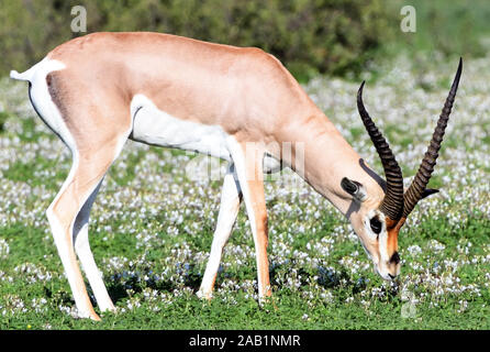 Ein Grant Gazelle (Nanger Granti, Gazella granti) Schürfwunden in einem Patch von blühenden Pflanzen. Sinya Wildlife Management Area, Tansania. Stockfoto