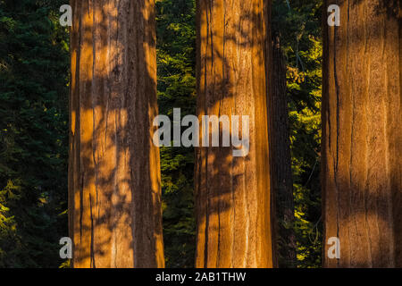 Awe-inspiring Giant Sequoia, sequoiadendron giganteum, Bäume in General Grant Grove im Kings Canyon National Park, Kalifornien, USA Stockfoto