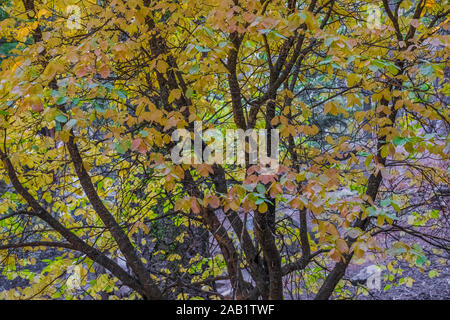 Riesige Mammutbaum, sequoiadendron giganteum, Grove im Kings Canyon National Park, Kalifornien, USA Stockfoto