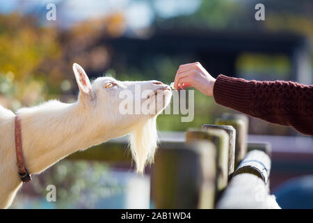 Eine Hand geben und Fütterung eine weiße Ziege. Stockfoto