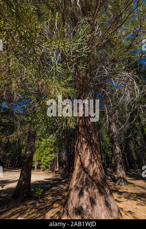 Riesige Mammutbaum, Sequoiadendron gigantea, in der Cedar Grove Bereich entlang der Kings River im Kings Canyon National Park, Kalifornien, USA gepflanzt Stockfoto