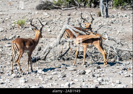 Nahaufnahme von einer Herde Impalas - Aepyceros melampus - Beweidung auf den Ebenen von Etosha National Park, Namibia. Stockfoto