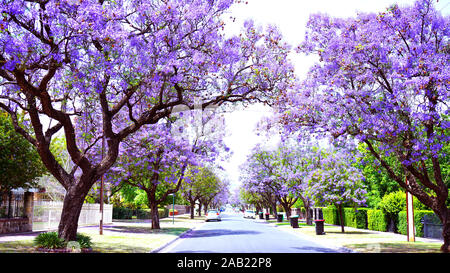 Schönen Lila Blume Jacaranda Bäumen gesäumten Straße in voller Blüte. In Allinga Straße, Glenside, Adelaide, South Australia. Stockfoto