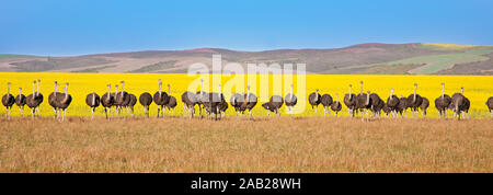 Gruppe von straußen entlang der Garden Route mit gelben Rapsfeldern im Hintergrund, Südafrika Stockfoto