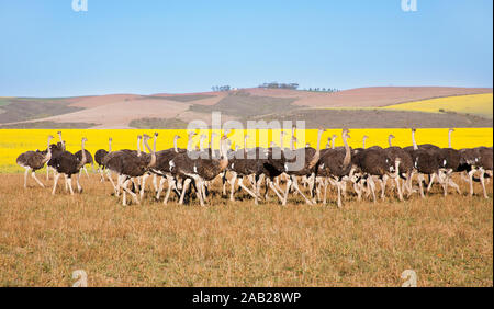 Herde Strauße entlang der Garden Route mit gelben Rapsfeldern im Hintergrund, Südafrika Stockfoto