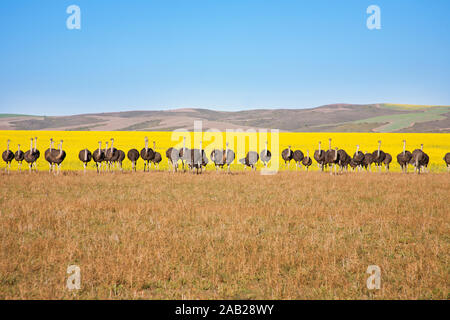 Herde Strauße entlang der Garden Route mit gelben Rapsfeldern im Hintergrund, Südafrika Stockfoto