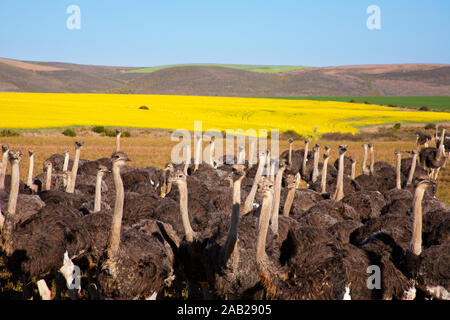 Gruppe von straußen entlang der Garden Route mit gelben Rapsfeldern im Hintergrund, Südafrika Stockfoto
