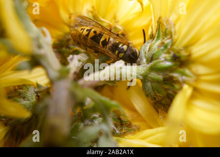 Makro einer Wespe Biene auf einer gelben chrysanthemum Flower. Stockfoto