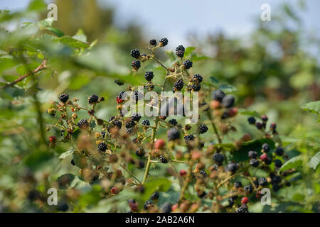 Wilde Brombeeren (Rubus fruticosus) Stockfoto