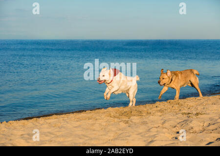 Golden Labrador Retriever Spaß am Strand entlang laufen Stockfoto