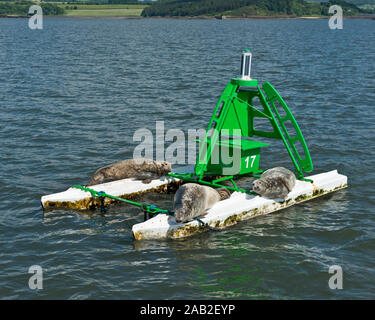 Graue Dichtungen Ruhen und Schlafen auf einem grünen Navigation Boje in Firth-of-Forth, Schottland. Andere Namen für Dichtung: Halichoerus grypus oder Horsehead Seal Stockfoto