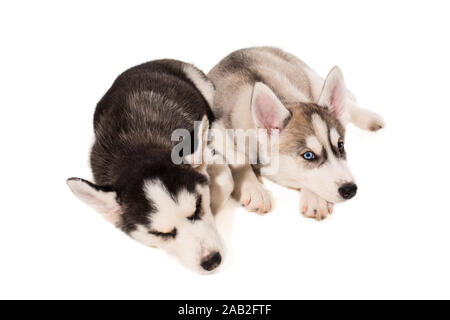Zwei Welpen Rasse der Schlittenhunde auf weißem Hintergrund Stockfoto