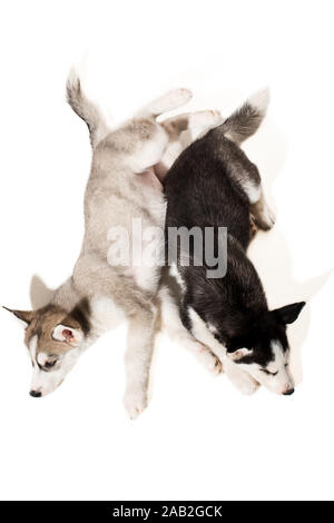 Zwei Welpen Rasse der Schlittenhunde auf weißem Hintergrund Stockfoto