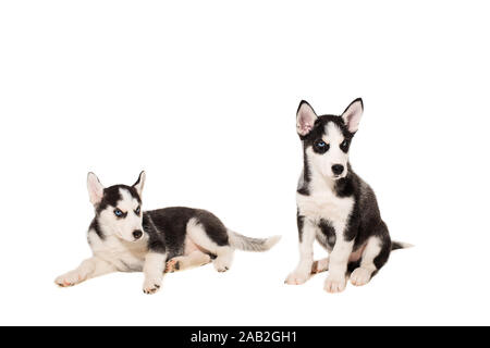 Zwei Welpen Rasse der Schlittenhunde auf weißem Hintergrund Stockfoto