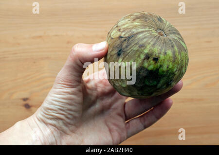 Hand, die eine Frucht (Zucker apple Annona, Cherimoya, Cherimoya, Annonaceae Familie). Die süsse tropische Frucht ist eine gute Quelle für Vitamin C Stockfoto