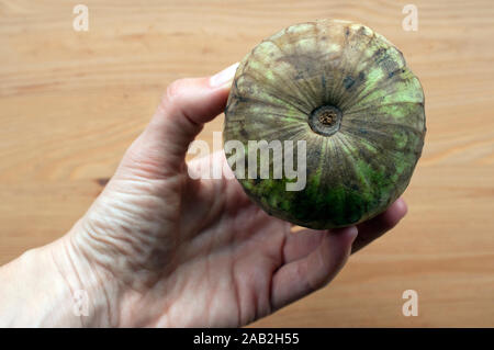 Hand, die eine Frucht (Zucker apple Annona, Cherimoya, Cherimoya, Annonaceae Familie). Die süsse tropische Frucht ist eine gute Quelle für Vitamin C Stockfoto