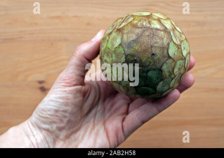 Hand, die eine Frucht (Zucker apple Annona, Cherimoya, Cherimoya, Annonaceae Familie). Die süsse tropische Frucht ist eine gute Quelle für Vitamin C Stockfoto