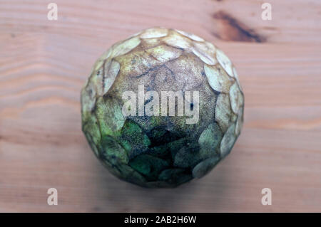 Makroaufnahme der annona Fruit Up-close (Zucker apple, Custard Apple, Cherimoya, Annonaceae Familie). Die süsse tropische Frucht ist eine gute Quelle für Vitamin C Stockfoto