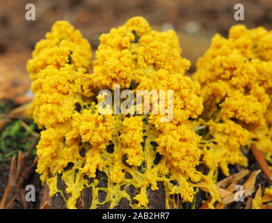 Fuligo septica, wie der Hund erbrechen Schleimpilze bekannt Stockfoto