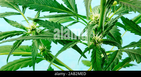Cannabis knospen Panorama. Frühe Blüte mit weißen Narben, auf einem blauen Hintergrund, lebendigen Grün Marihuana Blätter vom Harz Stockfoto