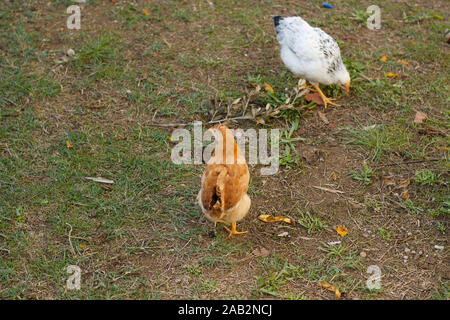 Kleine Hühner, die im Hof spazieren und grünes Gras hacken. Geflügelzucht. Das Leben auf dem Land. Stockfoto