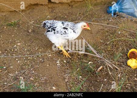 Weißes kleines Huhn, das im Hof läuft. Geflügelfarm. Henne. Stockfoto