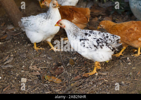 Kleine Hühner im Hof. Geflügelzucht. Das Leben auf dem Land. Stockfoto