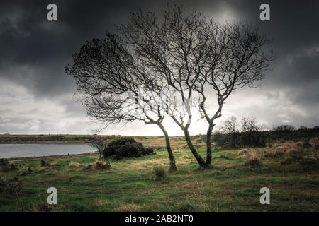 Bäume wachsen auf einem windgepeitschten Colliford See am Bodmin Moor in Cornwall. Stockfoto