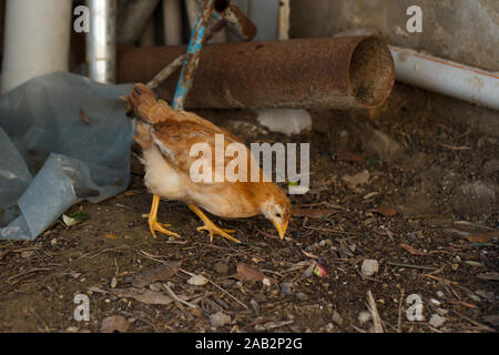 Kleines rotes Huhn, das in einer alten Farmscheune mit rostigen Metallrohren auf den Boden pickt. Landwirtschaft. Geflügel Stockfoto