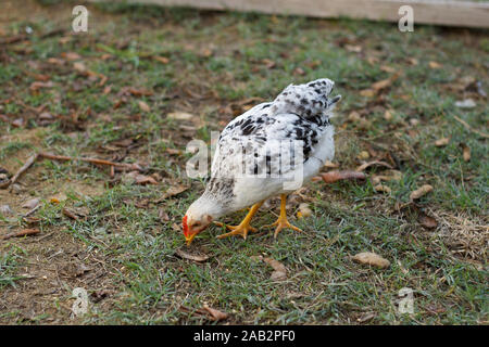 Kleines schwarz-weißes Huhn, das das Gras pickt Stockfoto