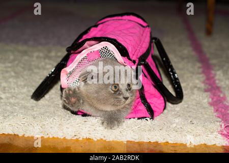 Britisches Faltrohrkätzchen in pinker Tasche, das seine Pfote auf dem Teppich zu Hause zeigt. Graues Kätzchen. Haustier. Stockfoto