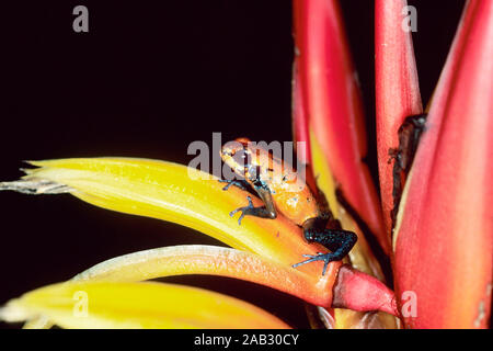 Erdbeerfrosch in Helikonie, Erdbeerfroeschchen, Pfeilgiftfrosch, Dendrobates pumilio, Nationalpark Claudio Carillo, Costa Rica, Gävle, Rot Po Stockfoto