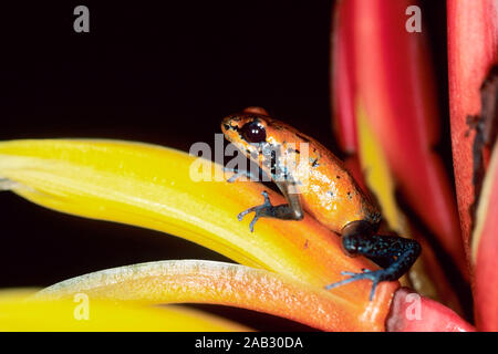 Erdbeerfrosch in Helikonie, Erdbeerfroeschchen, Pfeilgiftfrosch, Dendrobates pumilio, Nationalpark Claudio Carillo, Costa Rica, Gävle, Rot Po Stockfoto