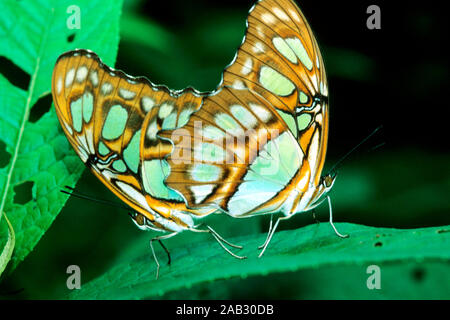 Tropische Schmetterlinge, Kopula, Paarung, Costa Rica, tropischen Schmetterlingen ssp., NP Guanacaste, Costa Rica, Stockfoto