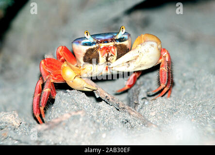 Rote Landkrabbe (gecarcinus Quadratus) Red land Crab Stockfoto